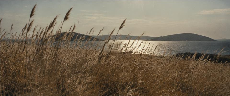 Coastal reeds moving in the light beside a quiet sea